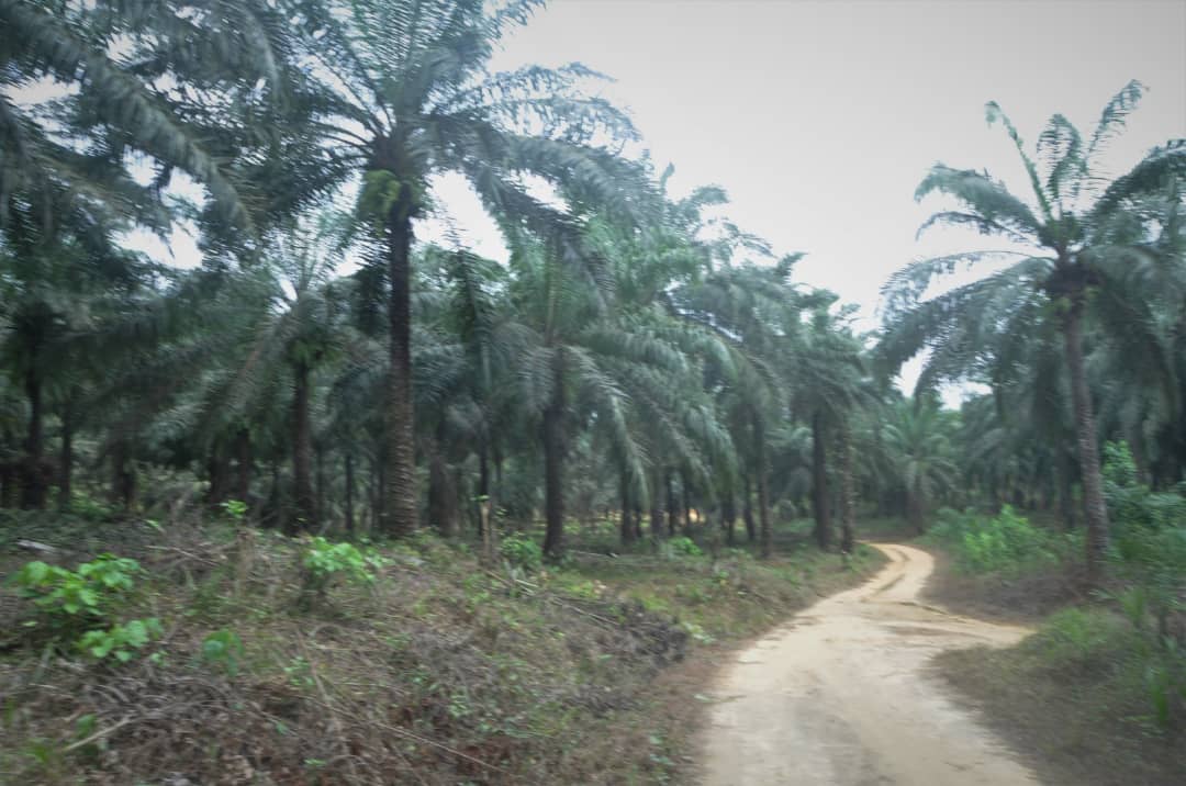 Terrain Maleke - Vue 1