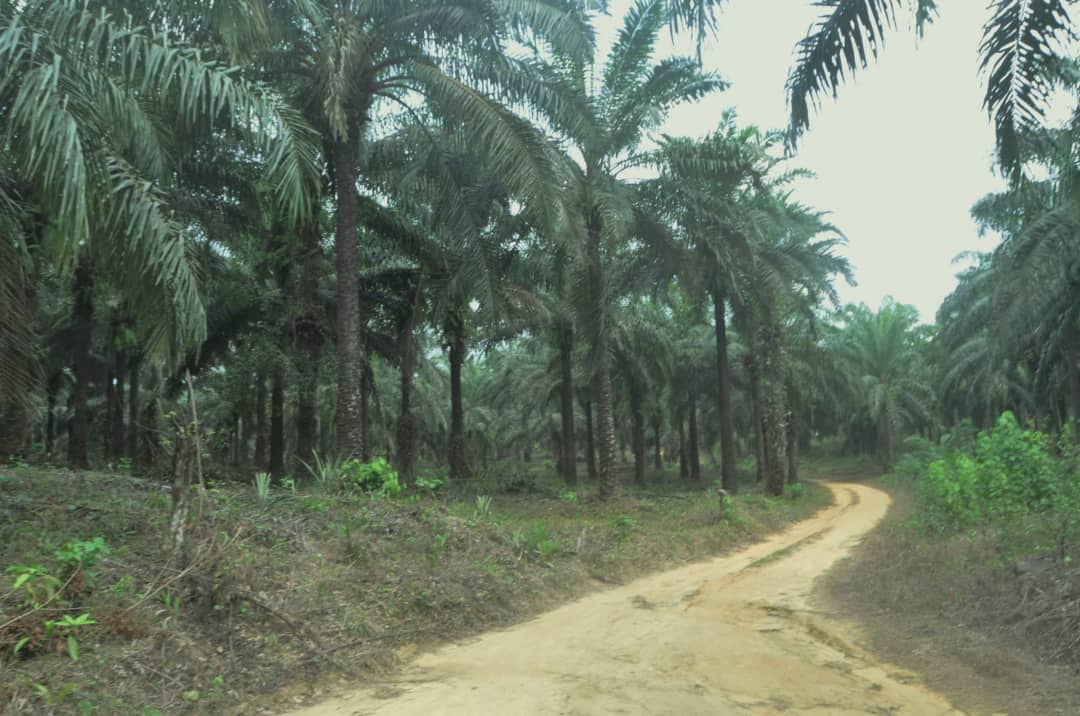 Terrain Maleke - Vue 2